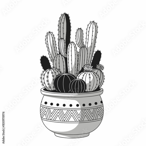 Monochrome botanical illustration of various cacti arrangements in an ornamental pot presenting