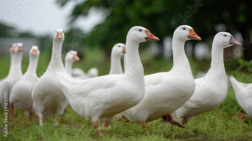 Flock of white geese walking together in a lush green field during a cloudy day in a rural area