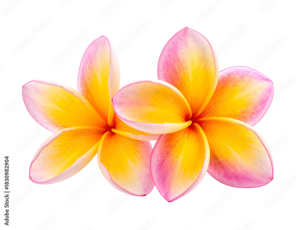 Fototapeta premium Two tropical flowers, vibrant petals, isolated