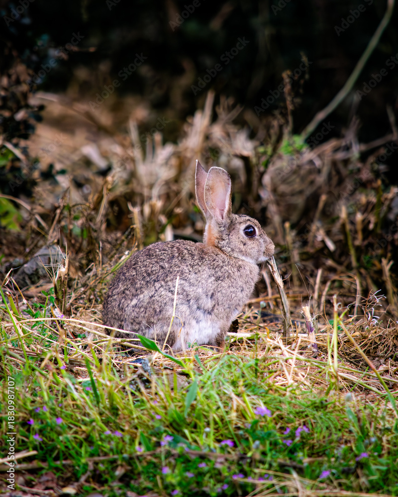 Fototapeta premium Wild Rabbit Sitting Alert in Grassland or Forest Edge
