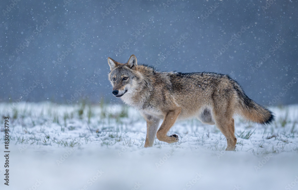 Obraz premium Grey wolf ( Canis lupus ) close up