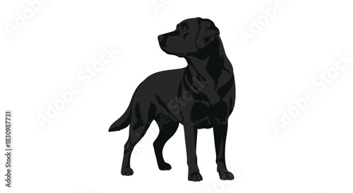 Black labrador retriever dog standing, purebred pet, vector artwork.