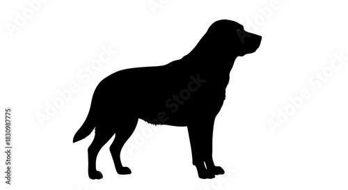 Labrador retriever dog silhouette standing on white background