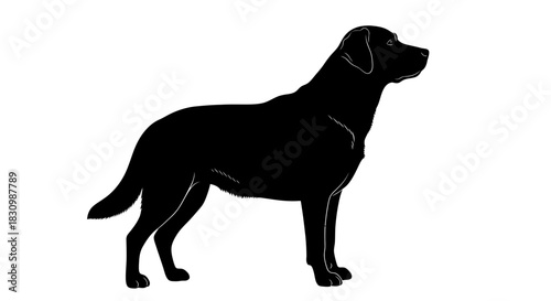 Black labrador retriever dog side view silhouette vector art graphic