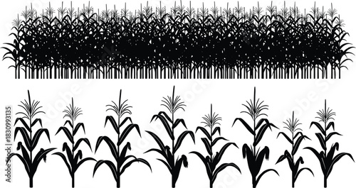 Black Vector Silhouette of a Dense Cornfield Row and Isolated Maize Stalks with Ears, Representing Agriculture, Farming, Harvest Season, and Rural Landscape Design Element, Editable Graphic.