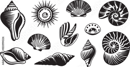 A collection of intricately detailed black and white seashell illustrations, perfect for design projects and coastal themes