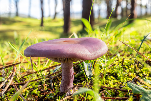 Photos Close up of a wood blewit mushroom (Lepista nuda) growing in green grass under n