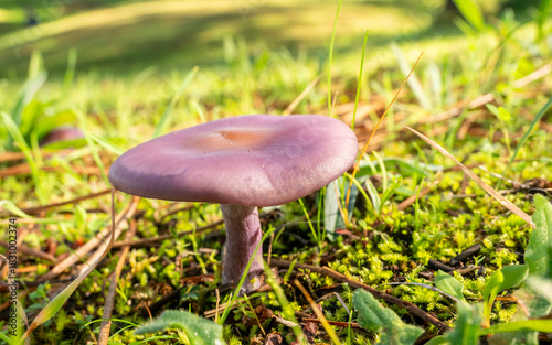 Close up of a wood blewit mushroom (Lepista nuda) growing in green grass under natural sunlight