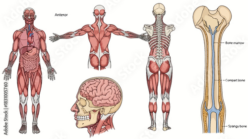 A 3d medical illustration of a strong human athlete showcasing the muscular anatomy and skeleton of the torso and biceps for fitness science