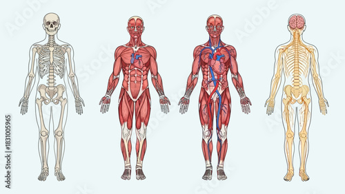Human body anatomy illustration vector of woman's muscular and skeletal system model outline sketch in front silhouette for medical art and health