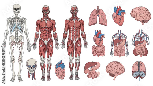 Set of human body parts and fashion clothing illustration vector collection for style design