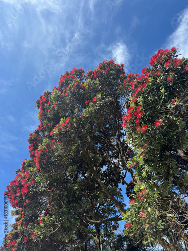 Rata tree in flower, North Island, New Zealand