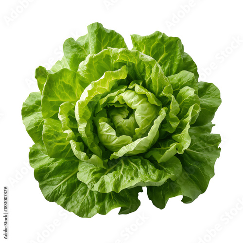 Fresh Green Lettuce Head With Crisp Leaves Ready for Salad or Cooking in a Vi...