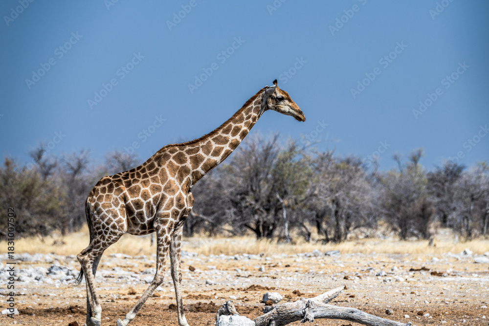 Fototapeta premium Ein Tag im Etosha Nationalpark