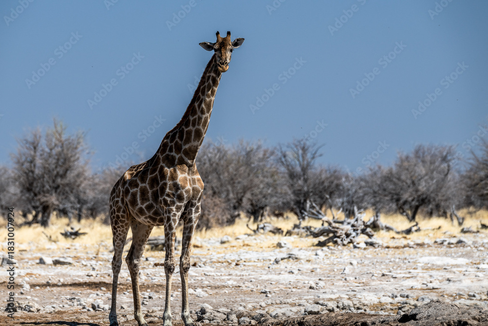 Obraz premium Ein Tag im Etosha Nationalpark