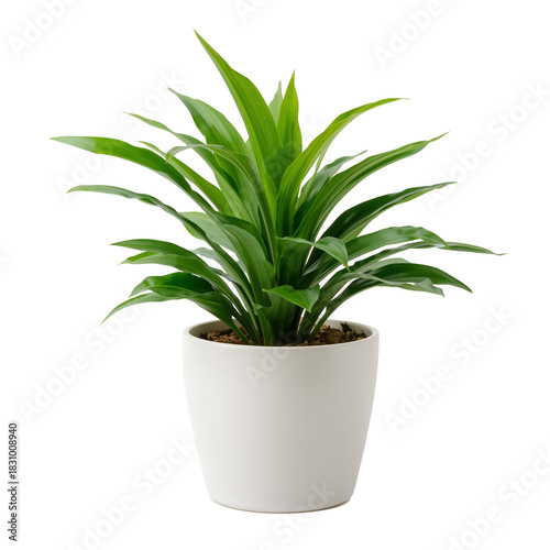 Lush Green Plant in a White Pot Brightens up Indoor Space With Fresh Energy