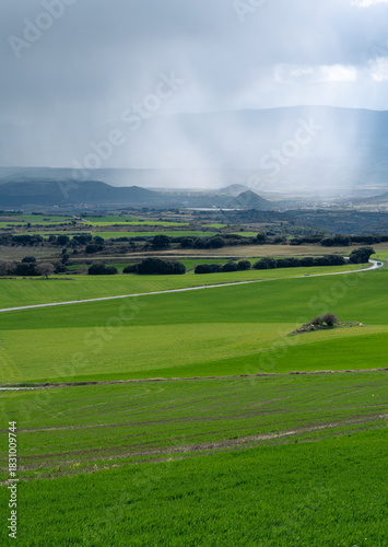 Green fields under the rain in a vertical shot