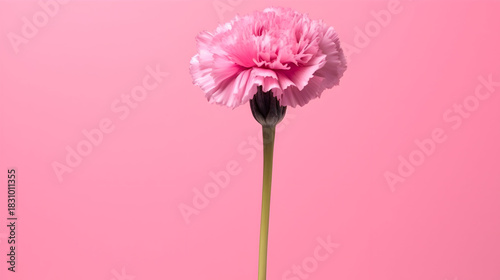 Single pink carnation flower on a pink background,  showcasing its delicate petals and vibrant color,  creating a simple yet elegant floral composition