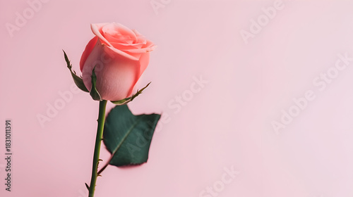 A delicate pink rose with soft petals and vibrant green leaves against a light pink background,  showcasing its natural beauty and elegance
