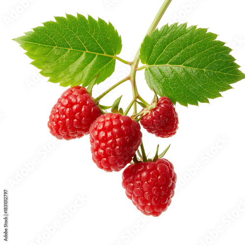 Fresh Raspberries Hanging From a Green Branch in Bright Light