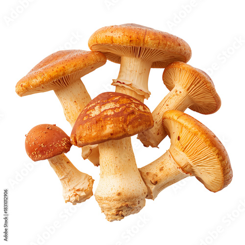 Mushrooms Gathered in Autumn for Cooking and Food Preparation in a Rustic Kit...