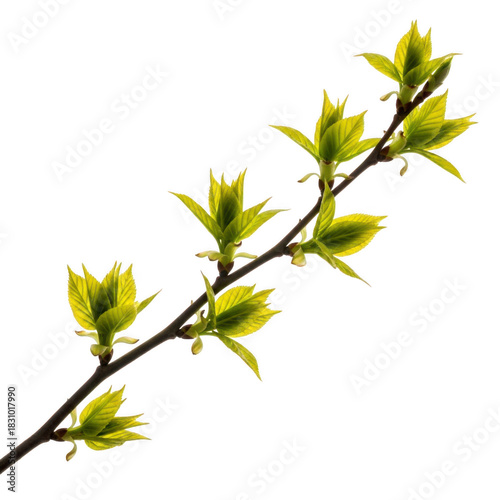 Delicate yellow flower buds on a branch isolated on transparent background