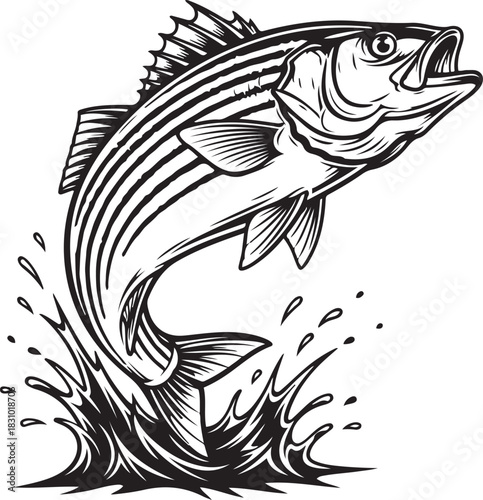 Black and white illustration of a striped bass jumping out of water with splashes