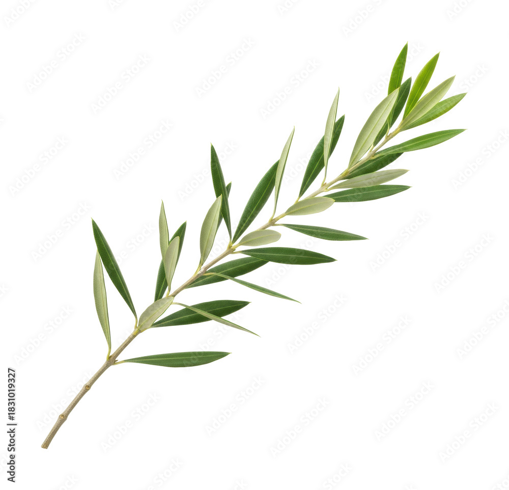 Naklejka premium Olive branch symbolizing peace nature leafy plant green