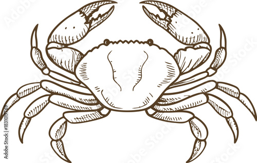 Crab line art illustration detailed hand drawn crustacean outline, marine animal graphic icon