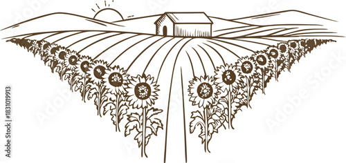 Sunflower farm field with barn and sunrise over distant hills in minimalist line illustration