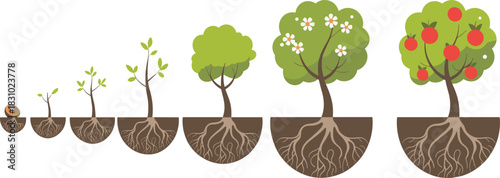 Fruit tree life cycle, seed to harvest, educational plant growth stages, botany diagram, nature illustration, classroom science, apple tree