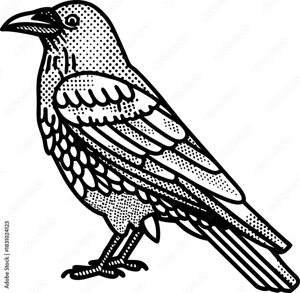 Fototapeta premium vintage stipple raven illustration detailed black bird drawing, retro engraving wildlife graphic
