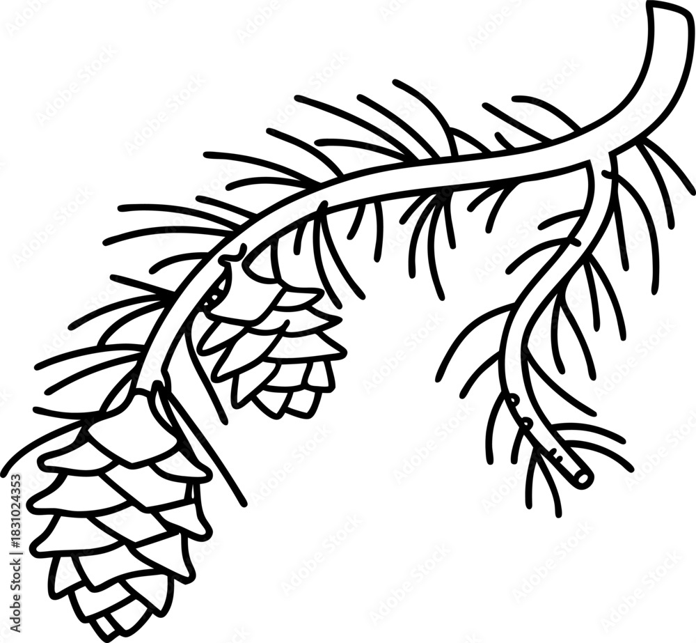 Obraz premium Fir tree branch with pinecones simple black and white botanical line drawing illustration