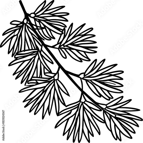 Black and white conifer branch illustration with detailed pine needles and botanical line art