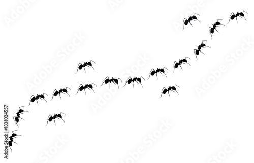 A trail of black ants marching diagonally upwards on a white background in a straight line pattern