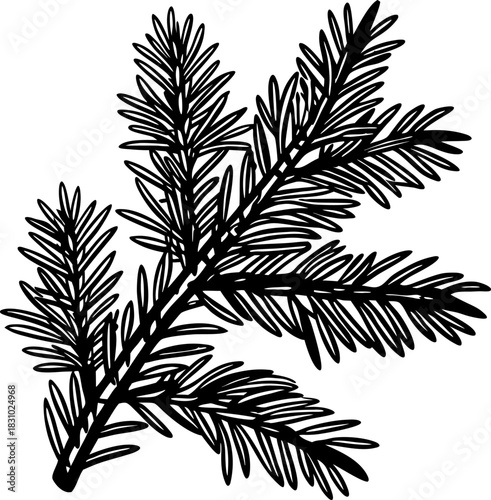 Evergreen conifer branch silhouette detailed fir tree twig with dense needle foliage illustration