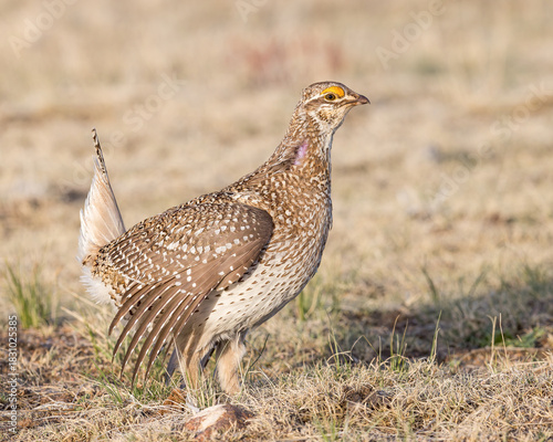 A Sharp-tailed Grouse in courtship display on the Wyoming prairie.