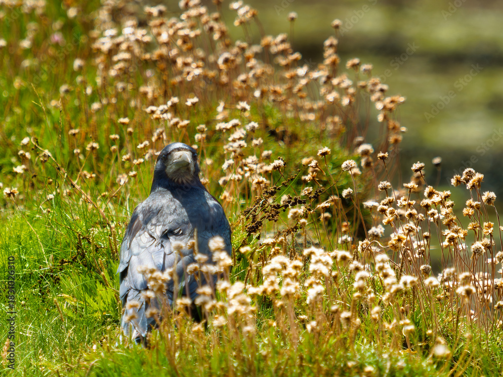 Obraz premium An intimate, low-angle shot showcases the powerful presence of the black bird, intently looking, surrounded by a carpet of light-colored, dry flora and tall, golden-hued stalks.