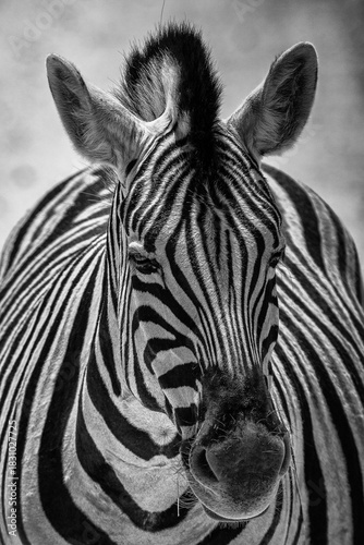 schöner Etosha Nationalpark