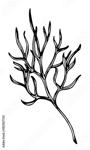 Vector cosmos leaf hand drawn line art garden botanical foliage sketch ink fineliner pen