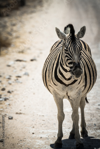 schöner Etosha Nationalpark
