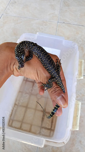 Photography Mangrove monitor lizard, Varanus indicus