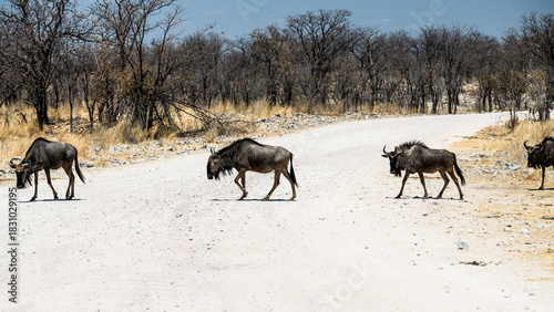 schöner Etosha Nationalpark