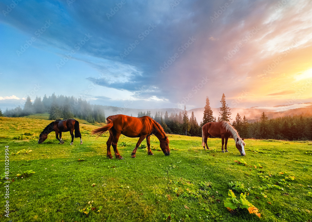Fototapeta premium Majestic horses peacefully graze on a green meadow surrounded by fir trees, bathed in the warm golden light of the dawn sun.