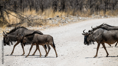 schöner Etosha Nationalpark