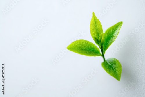 Fresh green leaves sprouting from a stem against a clean white background, symbolizing growth