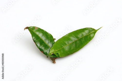 Fresh green leaves arranged artistically on a clean white background, showcasing natural beauty