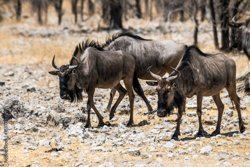 schöner Etosha Nationalpark