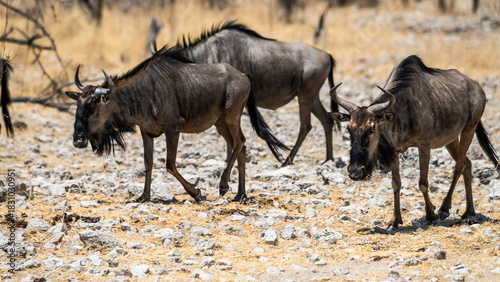 schöner Etosha Nationalpark