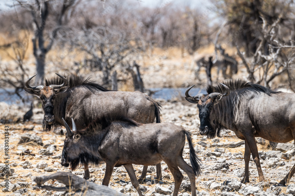 Fototapeta premium schöner Etosha Nationalpark